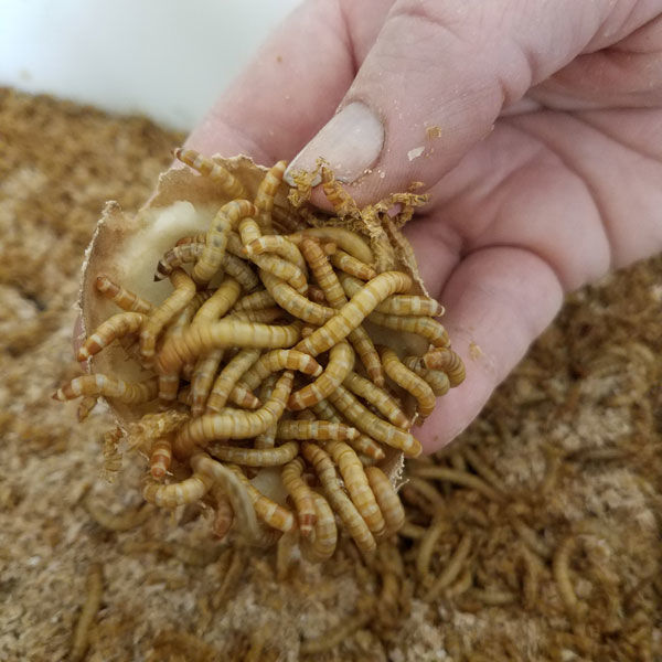 Mealworms